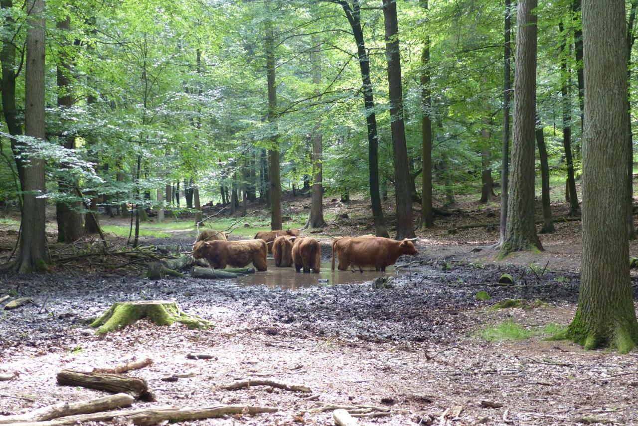 B&B Onder De Rode Beuk Dieren Exterior photo